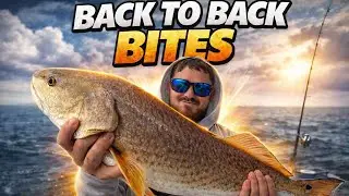 INSANE snapper bite - Fish after fish!!