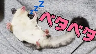 【野生とは…】ベタ慣れを通り越してベタベタなフクモモに密着【SugarGlider】