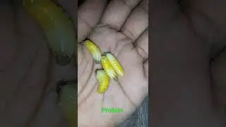 How much protein in larvae. yellow wasp larvae.#larvae #petbirds #lovebird