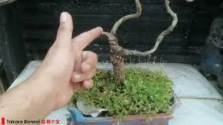 ROBLE AMERICANO (Quercus rubra) - Revisi&oacute;n de Invierno