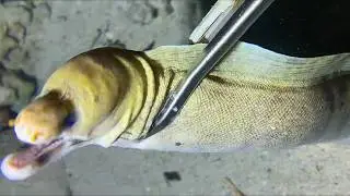 Diving under the sea to catch eels, crabs and sea cucumbers | Part 173