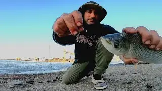 Como pescar s&aacute;balos con anzuelo. IMRESIONANTE MILLONES DE PECES. pesca urbana