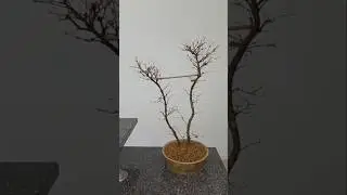 Got burnt leaves?🔥#bonsai #maple #diy #channel #healthy #tree #in #2 #weeks #update #garden
