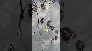 Another frog army coming soon