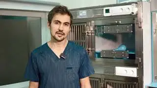 Базовый курс подготовки ветеринарного хирурга.