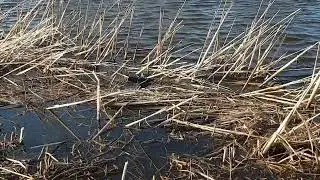 Watervogel: Waterhoen