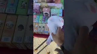 Swiss The Cat Long Tripping Outdoors Saturday Anime Weekend at Tak City Footage 040 #VineLegacy