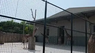 Rothschild Giraffe Chester Zoo