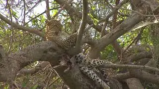 Tanzania birding safari Serengeti NP