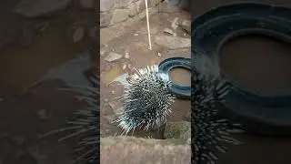 Animals defense mechanism