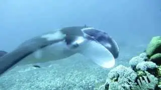 Manta Train at Manta Point, Komodo National Park, Indonesia