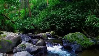 Calm Forest Soundscape &ndash; Fall Asleep with Nature&rsquo;s Serenity | sleep - relax - enjoy life - ASMR