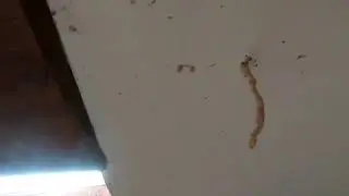 Phoenix Pest and Termite Control