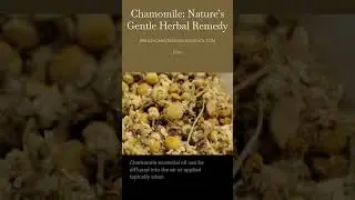 Chamomile:  Nature&rsquo;s Gentle Herbal Remedy