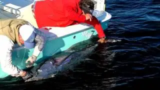 Yo-Zuri | Lures For Tuna