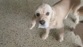 About Rosie and Tyzik #dog #puppy #doodlepuppy #goldendoodle #cockapoo