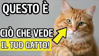 Come i gatti vedono gli esseri umani — La verità sconvolgerà ogni proprietario di animali