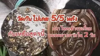 #ดักปลาไหล ด้วยเหยื่อสูตรนี้ ใส่ซ้ำ 2 วัน ปลาไหลเกือบหมดตัว
