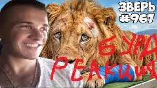 Я СПАС 1000 ЖИВОТНЫХ ОТ ГИБЕЛИ 😱 | Реакция @burdxd | MrBeast (РУС ДУБЛЯЖ)