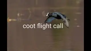coot natural flight call