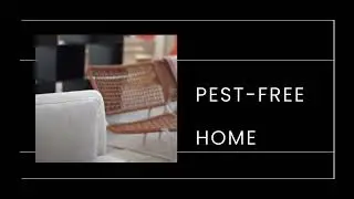 Ben's Pest Control Expert, Brisbane Australia, Termite, white ant, Pest Control, Ben's Termite