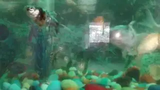 Mcjg fish