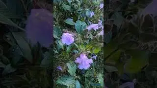 හොර්ටන් තැන්නේ නෙලු මල් පිපිලා | Nelu Bloom 2025 Sri Lanka