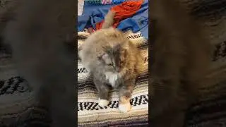 Sniggity's for SweetCakes