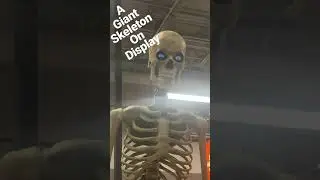 Giant skeleton on display #giant #skeleton #halloween #shorts #viral #trending #shortsvideo #short