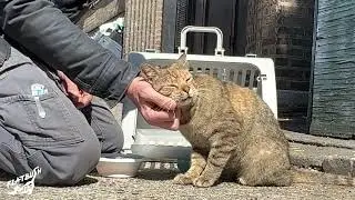 Бруклинский уличный кот наконец-то нашел дом