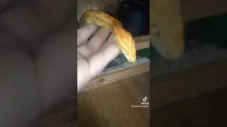 Manipulation Pantherophis Guttatus ( Serpent d&egrave;s bl&eacute;s )