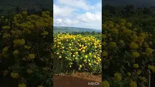 #my trip #myanmar #pyin oo lwin #may