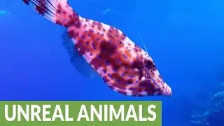 The bizarre color changing scrawled filefish