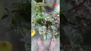 plant lover #favouriteplace #favorite #gardening