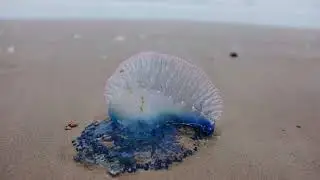 Португальский кораблик (Physalia physalis)