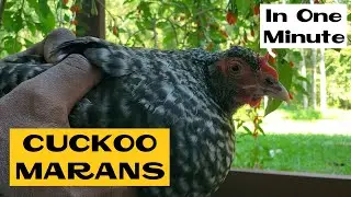 Cuckoo Marans | All about Chicken Breeds in a Minute