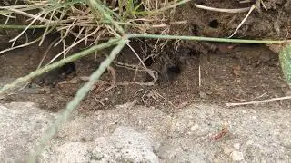 Polyergus lucidus - a Complex Ant Struggle