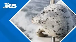 Video shows standoff between seal and orca pod in the Salish Sea