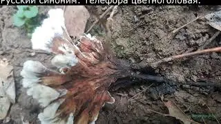 Редкие грибы Телефора цветочноголовая Thelephora anthocephala Описание Видео определитель