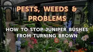 How to Stop Juniper Bushes From Turning Brown