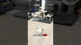 Обновление Beefy & Tuxi