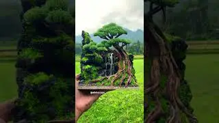 Landscape uk 20x25x25 with the view🌳🌳🌳🌳 #aquascape #bonsai #aquarium #membuataquascape #hobby