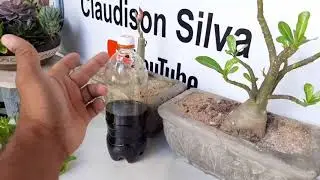 inseticida caseiro feito com fumo para rosa do deserto e qualquer tipo de plantas e legumes
