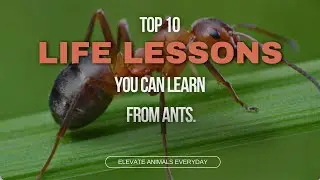 TOP 10 LIFE LESSONS YOU CAN LEARN FROM ANTS