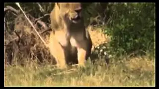The Lion, the Supreme Power Lions vs Buffalo Special Animal Planet Documentary