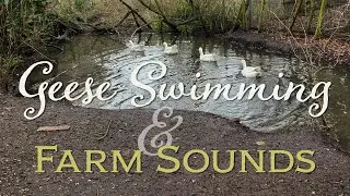 EXTRA VLOG | Geese Swimming & Relaxing Farm Sounds (no music)