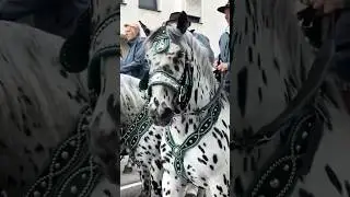 Wann ist endlich wieder Ostern? 🐣😉 - hier: 🐴 sieben fesche Noriker 🐴 beim Regener Osterritt 2025