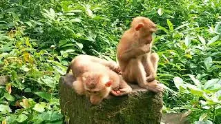 Abandoned monkey Sheba & Millie sleeping very well