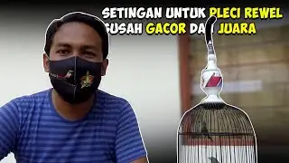 PLECI REWEL KENAK SETINGAN INI LANGSUNG GACOR DAN JUARA SETINGAN ALA OM FELIX