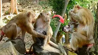 Very Gentle Guesture Mama When Visits A Long Tail Baby Monkey | You Won't Believe How Sweet She It!